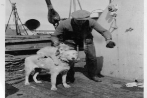 Bilde av Byrd-ekspedisjonens hunder